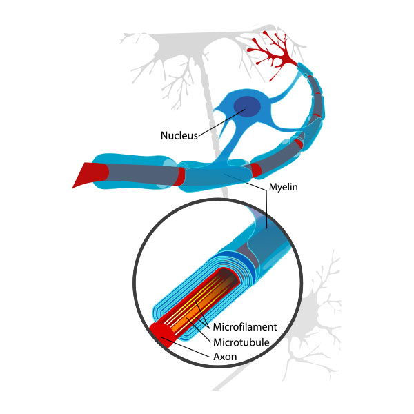 Myelin isoliert Nervenbahnen. Quelle: Wikipedia 