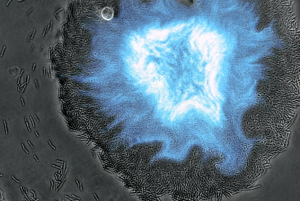 Quorum Sensing - Bakterienkommunikation visualisiert 