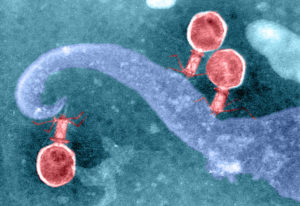 Die roten Bakteriophagenbenutzen ihre "Beine" um sich an einer blauen Bakterienzelle festzuhalten und sie zu infizieren.